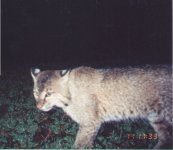 BobCatP0000310.Jpg