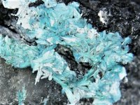 Turquoise crystals, North Mountain Mine, Polk Co., AR 60X JMH.jpg