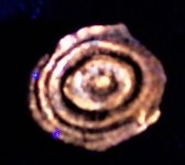 Stromatolite, Anti-Atlas Mtns, Morocco, FOV=1.40 in., LW 365nm .JPG