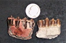Oreodont teeth - Merycoidodon culbertsoni, Oligocene, S. Dakota Badlands, USA, FOV=3 in., natura.JPG