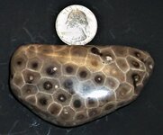 Colonial coral, Petosky Stone, US quarter for scale, natural light.JPG