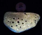 Colonial coral, Petosky Stone, US quarter for scale, LW 365nm.JPG