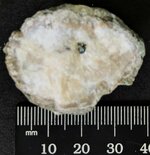 Calcite infilled quartz nodule, Big Hill, Marion Co., KY, natural light.jpg