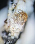 Garnet, grossular, Mont St. Hilaire, Quebec, Canada, natural light, 24X.jpg
