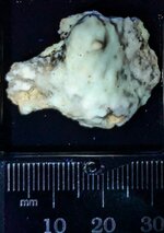 Aragonite crust, Monte Cristo Mine, Rush Zn District, Marion Co., AR, LW 365nm, gift of M. York.jpg