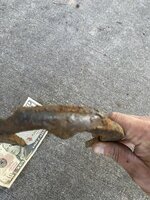 IMG_0920.jpeg