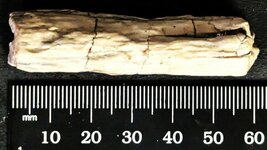 Petrified wood Eden Valley, Eden,Sweetwater, Wyoming, natural light.jpg