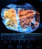 Chert pebble from Lake Michigan shoreline at Fox Point, Milwalkee Co., Wisconsin, LW 365nm.jpg