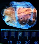 Chert pebble from Lake Michigan shoreline at Fox Point, Milwalkee Co., Wisconsin, SW 254nm.jpg