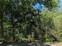 Large oak leaning due to wind damage, 05 30 2025 01.jpg