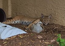 IMG_0265.JPG