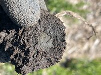 IMG_3730.jpeg