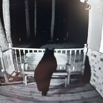 Bear3.jpg