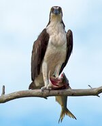 osprey2.jpg