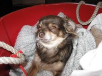 Peanut in Laundry Basket2.JPG