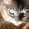quickcat21mk