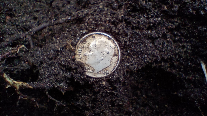 5.2.2010 - 1st MD Silver - 1963-D Rosie (Close In situ - Resized).jpg